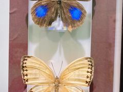 -上海昆虫博物馆