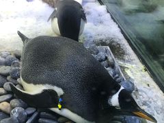 -芜湖新华联大白鲸海洋公园