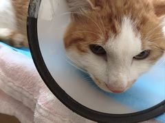 -芭比堂动物医院·犬猫全科·异宠专科(雁塔分院)