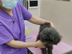 -北京观赏动物医院·24小时大型综合·猫专科·异宠专科
