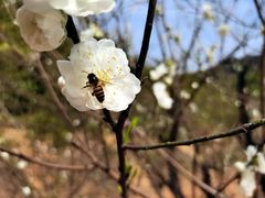 -南国桃园旅游度假区