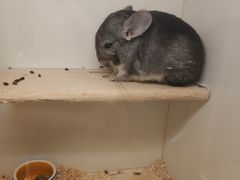 -龙猫仔乐园(惠福东路店)