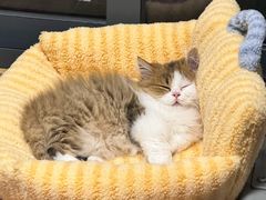 -佳雯宠物医院·皮肤科·内外科(春晓路分院)