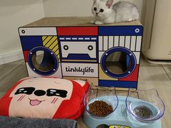 -70cat德文卷毛猫·缅因猫纯种猫舍