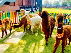 -太阳岛度假酒店