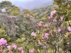 -梧桐山风景名胜区