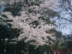 -樱花山风景区