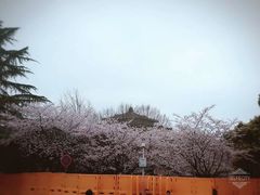 -武汉大学-樱园
