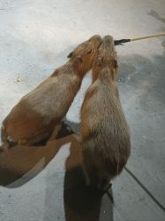 -长沙云顶星河游乐园(步步高·梅溪新天地店)