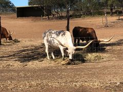 -威勒比开放式动物园