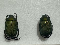 -上海昆虫博物馆