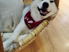 -Husky Go! 哈士奇体验馆·宠物咖啡厅狗咖