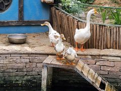 -南宫五洲植物乐园