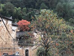 -杨家堂村