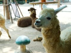 -灵玲国际马戏城