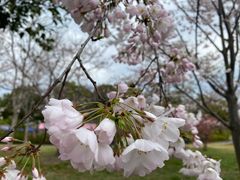 -顾村公园