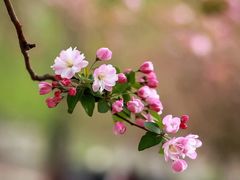 -海棠花溪(元大都城垣遗址公园)