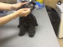 -爱侣宠医·鹦鹉专科·小型哺乳类·异宠专科(灵石路店)