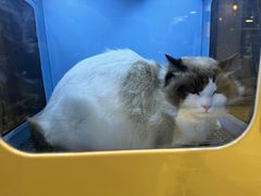 -悠尼宠物·独立低压伊珊娜洗护·美容·寄养(兰谷路店)