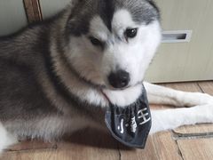 -Husky Go! 哈士奇体验馆·宠物咖啡厅狗咖