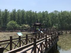 -合肥滨湖国家森林公园