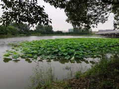 -荷塘月色湿地公园·向阳花洲