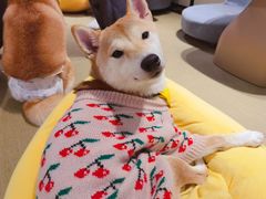 -逗柴咖啡屋·狗咖猫咖宠物桌游