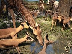 -国家自然博物馆