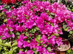-平吉花卉市场