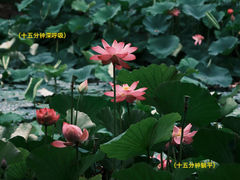 -大宁公园