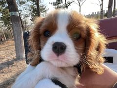-萌宠之家·腊肠犬·马尔泰·小体犬舍