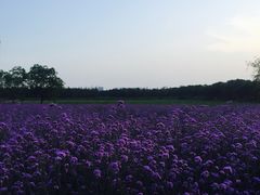 -艾溪湖湿地公园