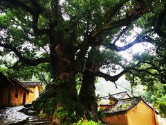 -杨家堂村