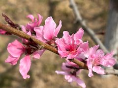 -石家庄市植物园