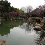 -香雪海