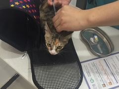 -创凡宠物医院·骨专科  猫科中心(西乡分院)