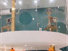 -飞行喵MR PILOT|猫舍·猫咖(静安大融城店)