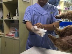 -康成宠物医院24H·CT·核磁共振
