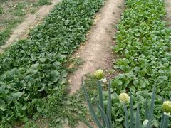 菜园-白洋淀锅里口灶台鱼