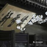 100个品种的樱花竞相开放