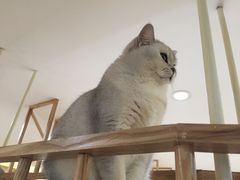 -滚猫咖啡·猫咖·猫友好撸猫(未来城店)