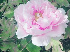 -洛阳郁金香牡丹园