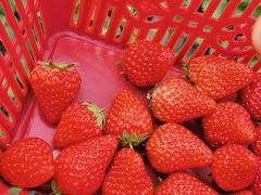 -胜丰草莓采摘园