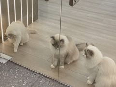 -瞄一喵猫咖(格力海岸店)