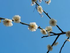 -杭州植物园