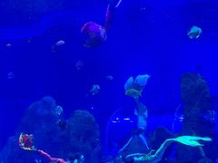 -石家庄极地海洋世界