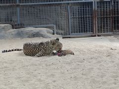 -鄂尔多斯野生动物园