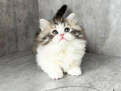 -小猫来了·猫舍(红山六九七九店)