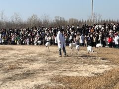 -盐城丹顶鹤湿地生态旅游区