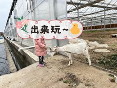 -喜杨洋草莓采摘园